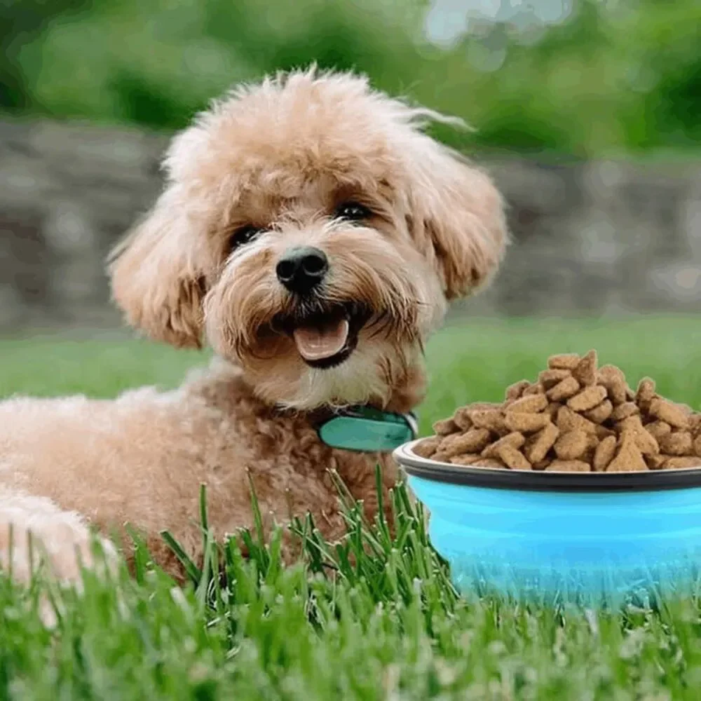 Collapsible Pet Travel Food or Water Bowl with Buckle